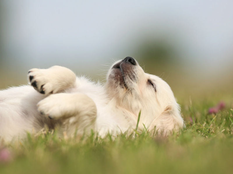 Penn Vet to run cannabis clinical trial for arthritic dogs