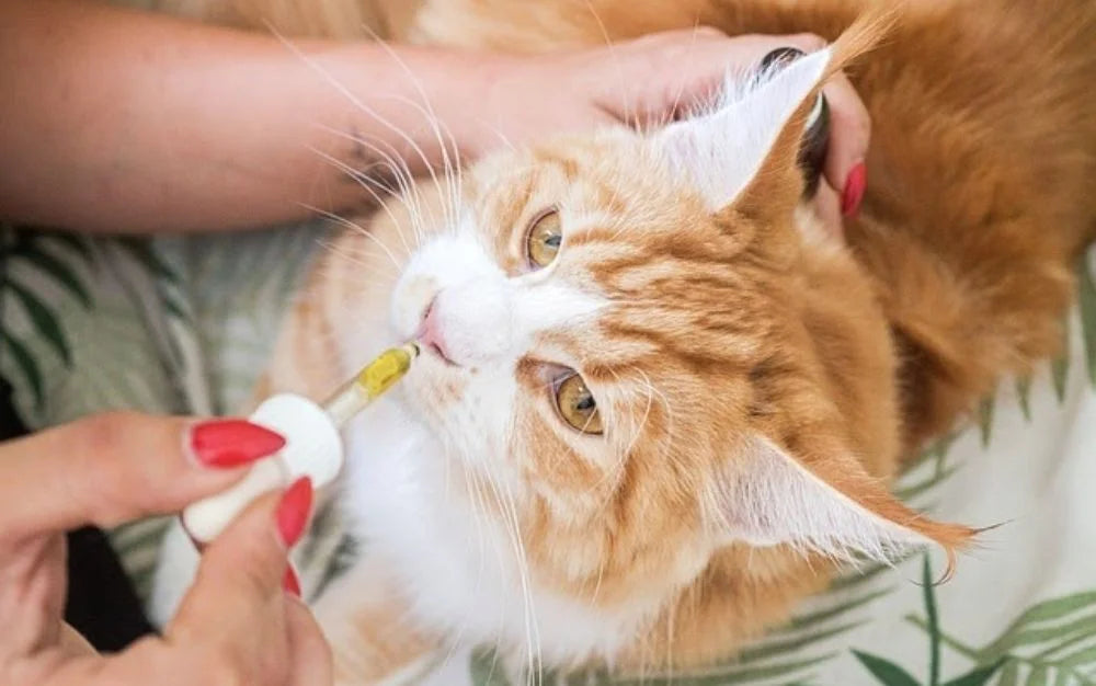 Cats and Cannabinoids, Is CBD Good for Your Feline Friends?