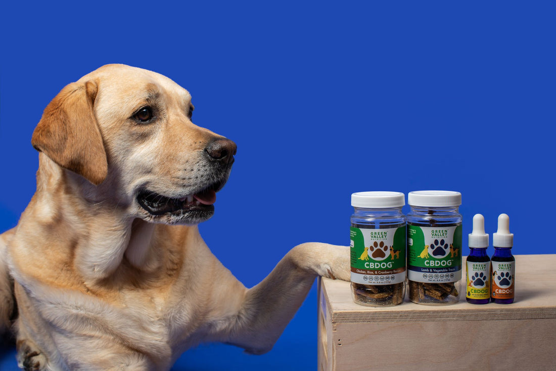 Golden Retriever Begging for Green Valley Nutrition CBDog Treats Oils for Dogs